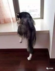 吃瓜群众最后一个二哈,吃瓜群众眼中的最后一只哈士奇