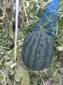 广西柳州市的吃瓜群众,街头巷尾的美食探秘记