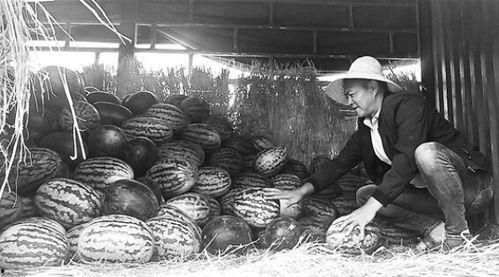 安阳吃瓜群众事件视频最新,一场网络舆论的风暴与反思