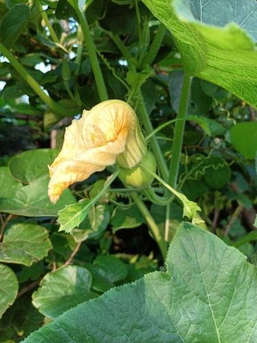 围观群众只吃瓜不吃花,围观群众只吃瓜不吃花的时代现象解析