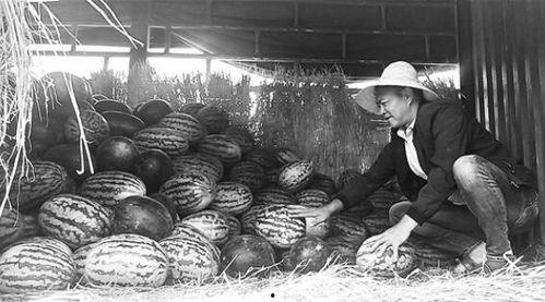 泗洪吃瓜群众事件视频最新,一场网络舆论的风暴与反思