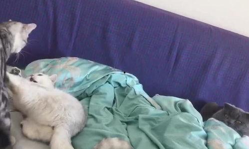 吃瓜群众看热闹打架视频