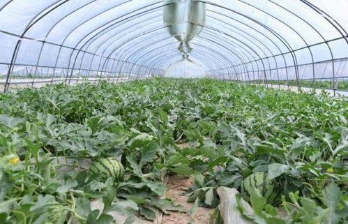 金山县吃瓜群众案件最新,揭秘网络谣言背后的真相