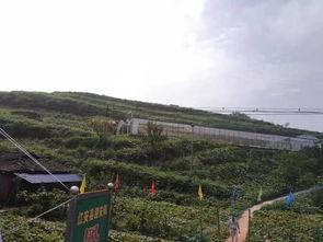 金乡吃瓜群众事件,一场网络舆论的风暴与反思